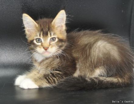 Maine Coon Babys mit Stammbaum