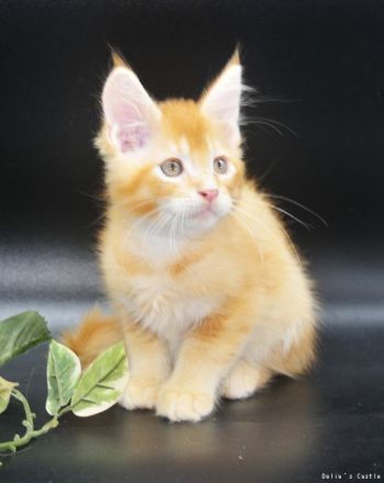 Maine Coon Babys mit Stammbaum
