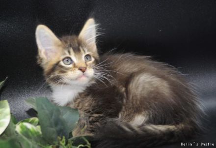 Maine Coon Babys mit Stammbaum