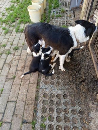 Border Collie Welpen