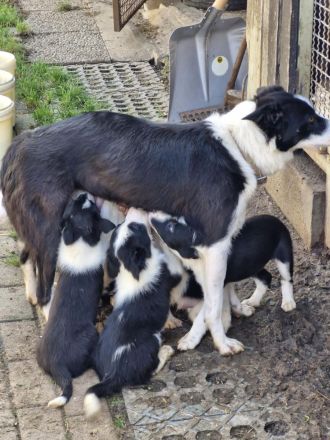 Border Collie Welpen