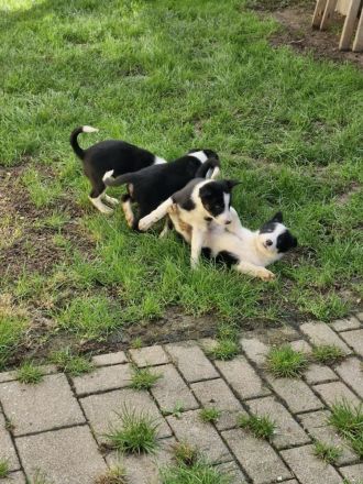 Border Collie Welpen