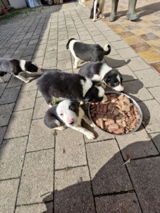 Border Collie Welpen