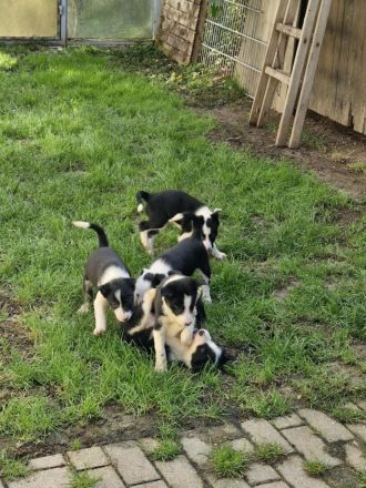 Border Collie Welpen