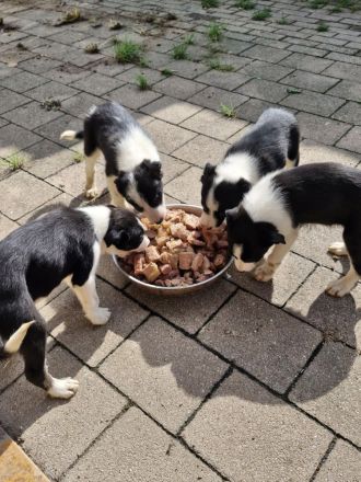 Border Collie Welpen