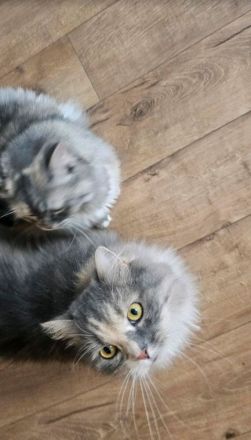 Schöne Main-Coon Katze