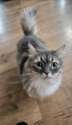 Schöne Main-Coon Katze