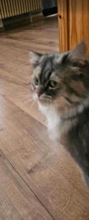 Schöne Main-Coon Katze