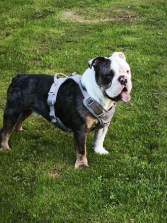 Schweren Herzens abzugebn