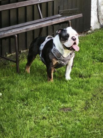 Schweren Herzens abzugebn