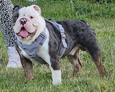 Schweren Herzens abzugebn