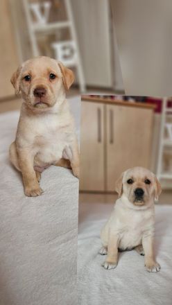 Wundervolle Labradorwelpen suchen ein liebevolles Zuhause