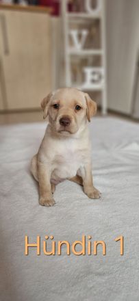 Wundervolle Labradorwelpen suchen ein liebevolles Zuhause