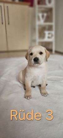 Wundervolle Labradorwelpen suchen ein liebevolles Zuhause
