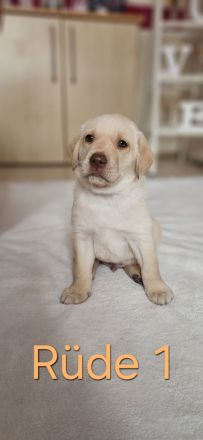 Wundervolle Labradorwelpen suchen ein liebevolles Zuhause