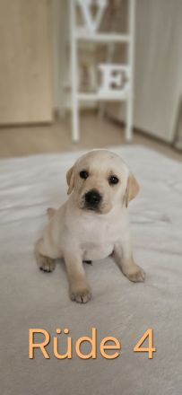 Wundervolle Labradorwelpen suchen ein liebevolles Zuhause