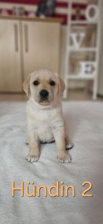Wundervolle Labradorwelpen suchen ein liebevolles Zuhause