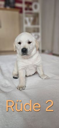 Wundervolle Labradorwelpen suchen ein liebevolles Zuhause