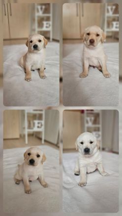 Wundervolle Labradorwelpen suchen ein liebevolles Zuhause