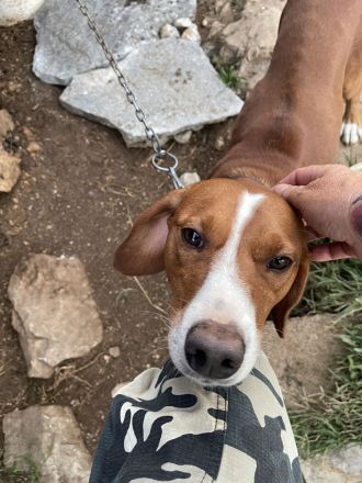 sehr lieber Jagdhundmix