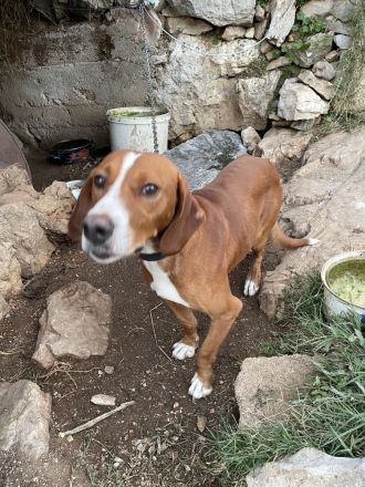 sehr lieber Jagdhundmix