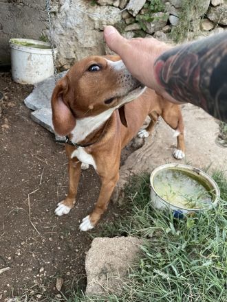 sehr lieber Jagdhundmix