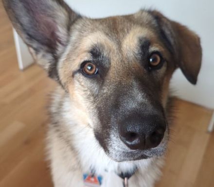 Bruno, der Trickkünstler