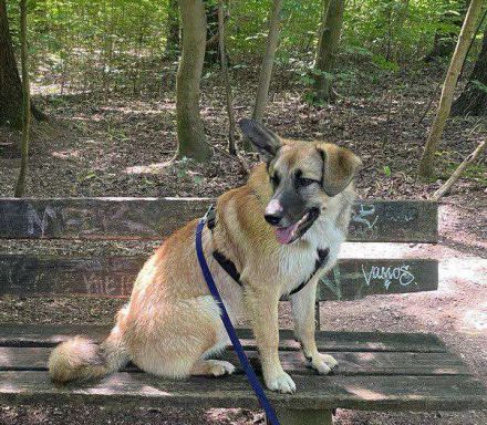 Bruno, der Trickkünstler