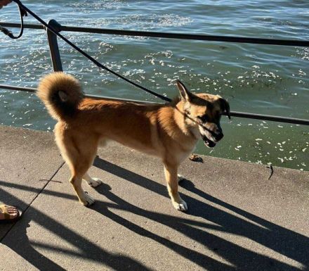 Bruno, der Trickkünstler