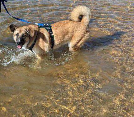 Bruno, der Trickkünstler