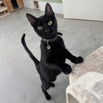 Tostada und Turquesa