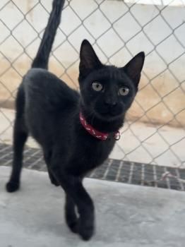 Tostada und Turquesa