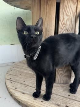 Tostada und Turquesa