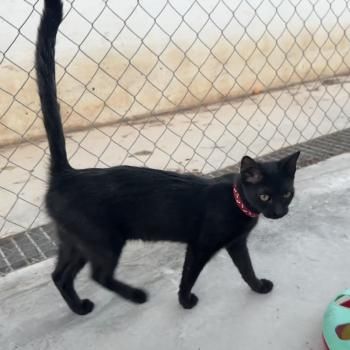 Tostada und Turquesa