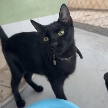 Tostada und Turquesa