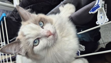 Ragdoll Katzen