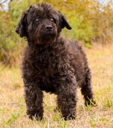 Leon, Pudelmix, geb. 2013, blinder, sehr lieber Hundeopa sucht Zuhause