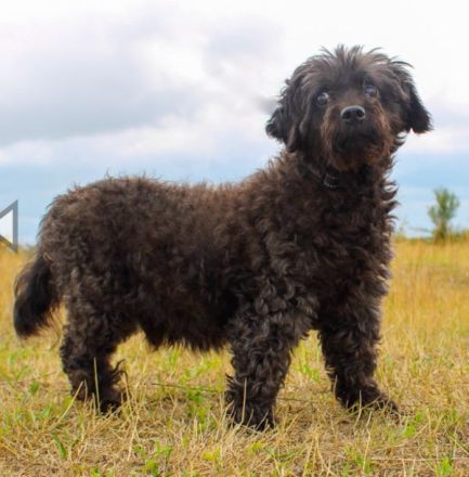 Leon, Pudelmix, geb. 2013, blinder, sehr lieber Hundeopa sucht Zuhause