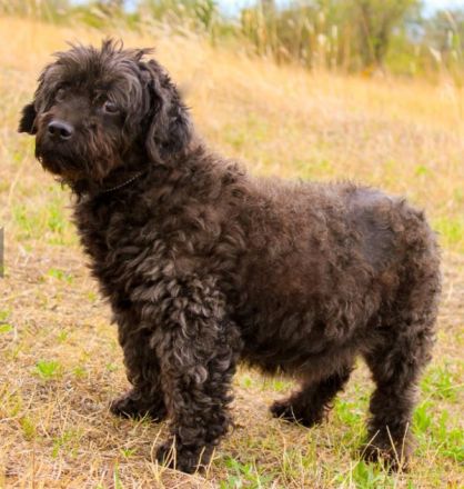 Leon, Pudelmix, geb. 2013, blinder, sehr lieber Hundeopa sucht Zuhause