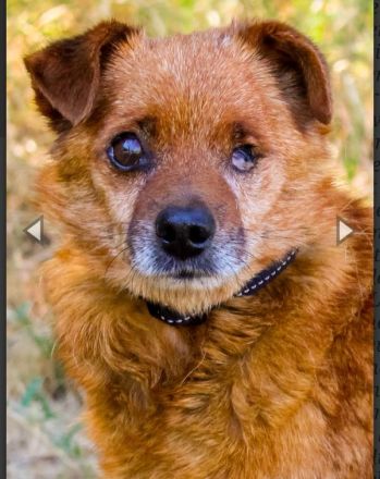 Moritz, Mischling, geb. 2015, freundlicher kleiner Hundemann hat ein schöns Zuhause verdient