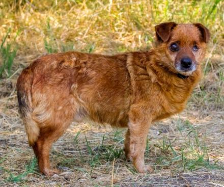 Moritz, Mischling, geb. 2015, freundlicher kleiner Hundemann hat ein schöns Zuhause verdient