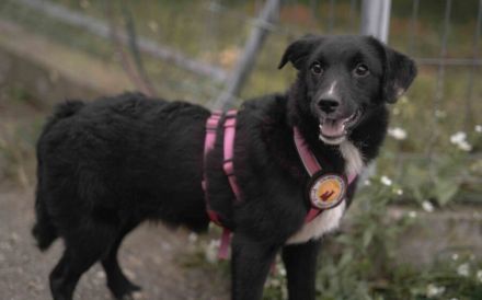 Die hübsche Mabel sucht ihr Zuhause