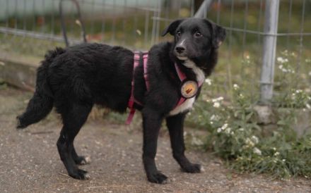 Die hübsche Mabel sucht ihr Zuhause