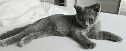 Kitten, Britisch Kurzhaar, 4 Monate alt, Reinrassiger – sanft, ruhig und familienfreundlich