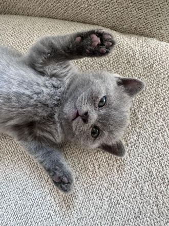 Kitten, Britisch Kurzhaar, 4 Monate alt, Reinrassiger – sanft, ruhig und familienfreundlich