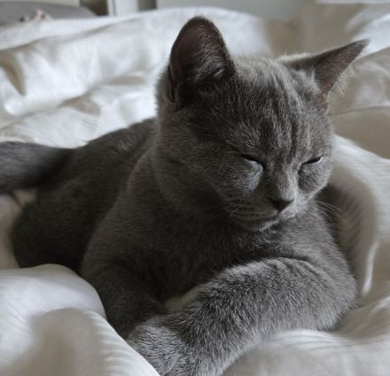 Kitten, Britisch Kurzhaar, 4 Monate alt, Reinrassiger – sanft, ruhig und familienfreundlich