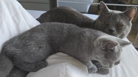 Kitten, Britisch Kurzhaar, 4 Monate alt, Reinrassiger – sanft, ruhig und familienfreundlich