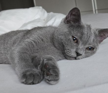 Kitten, Britisch Kurzhaar, 4 Monate alt, Reinrassiger – sanft, ruhig und familienfreundlich