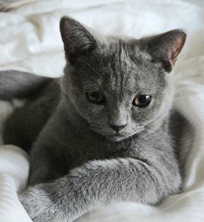 Kitten, Britisch Kurzhaar, 4 Monate alt, Reinrassiger – sanft, ruhig und familienfreundlich