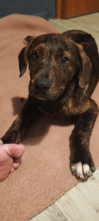 Wundervolle Appenzeller-Labrador-Mix-Welpen